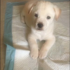 Meet your Posher, Moises